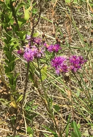 a view of swimming pool with seating space and trees in the background