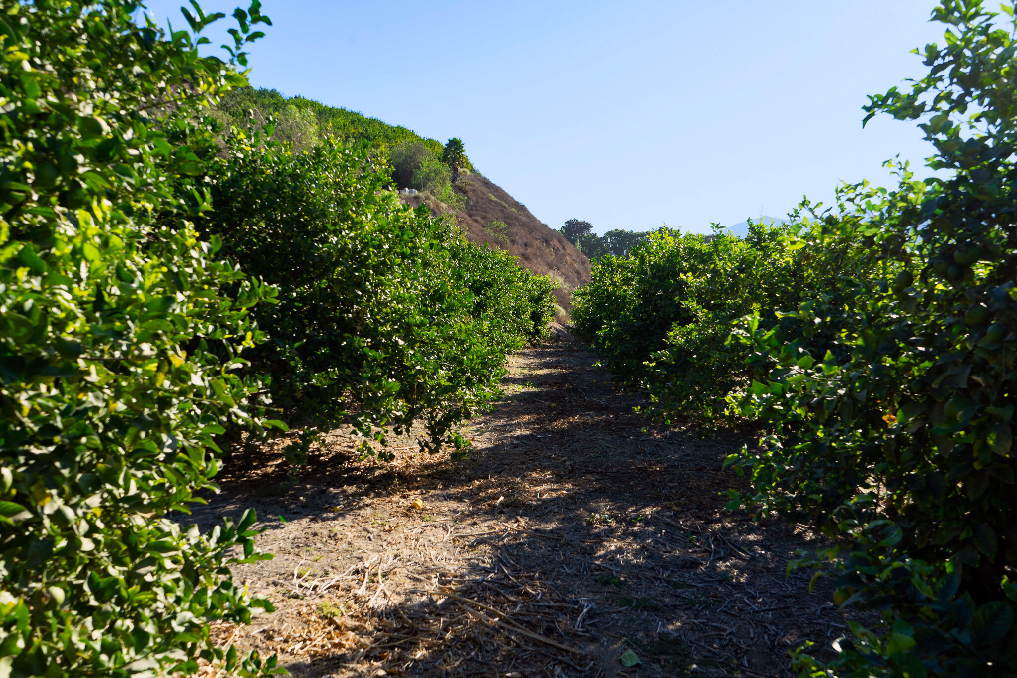 915 East Telegraph Road Fillmore, CA 93015 - Photo 5 of 24 Orchards
