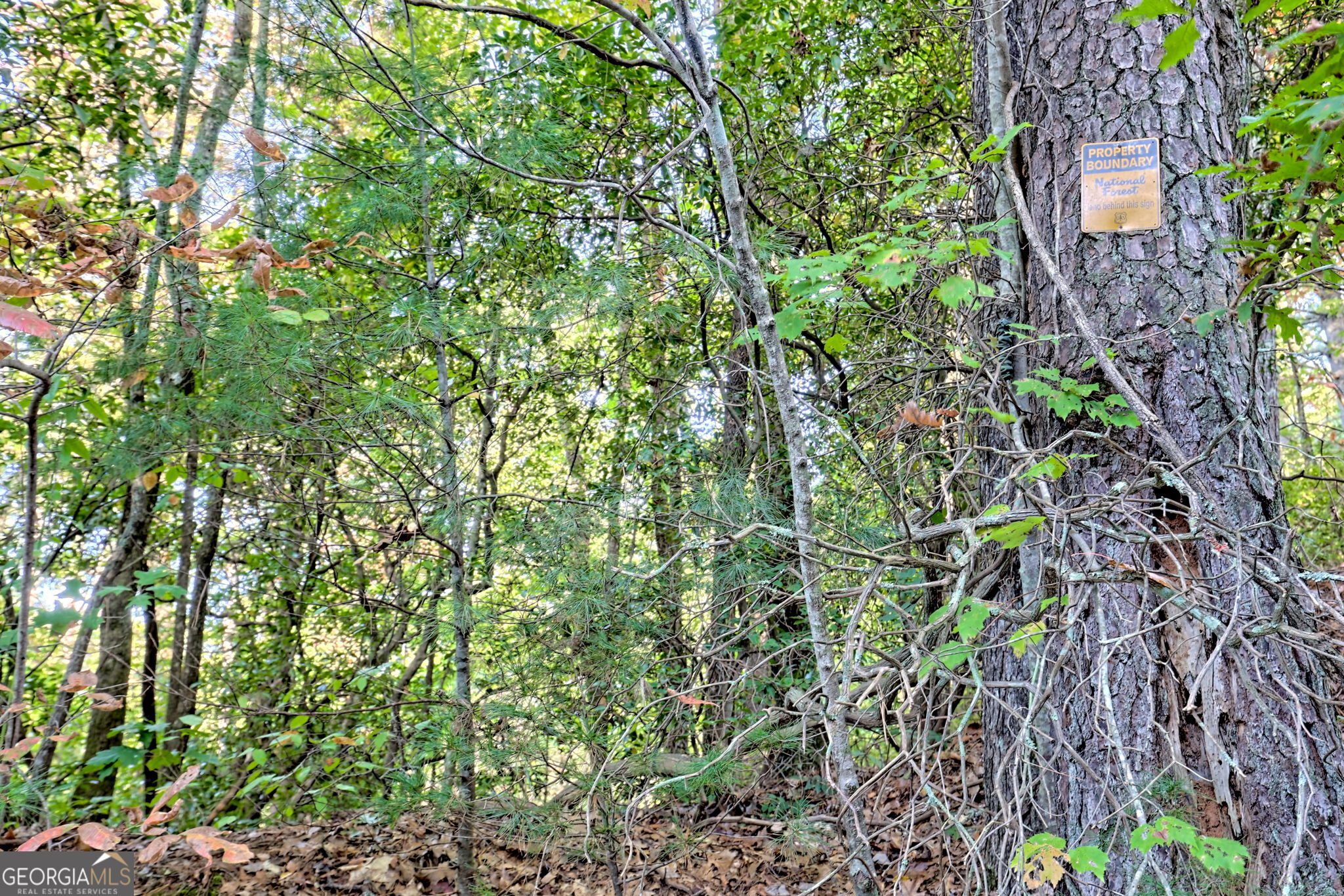 11 Copperhead Lane Clayton, GA 30525 - Photo 20 of 25 a view of a garden with plants