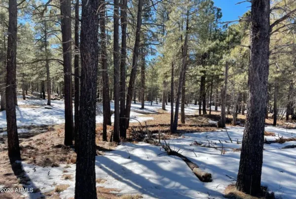 a view of a yard with trees