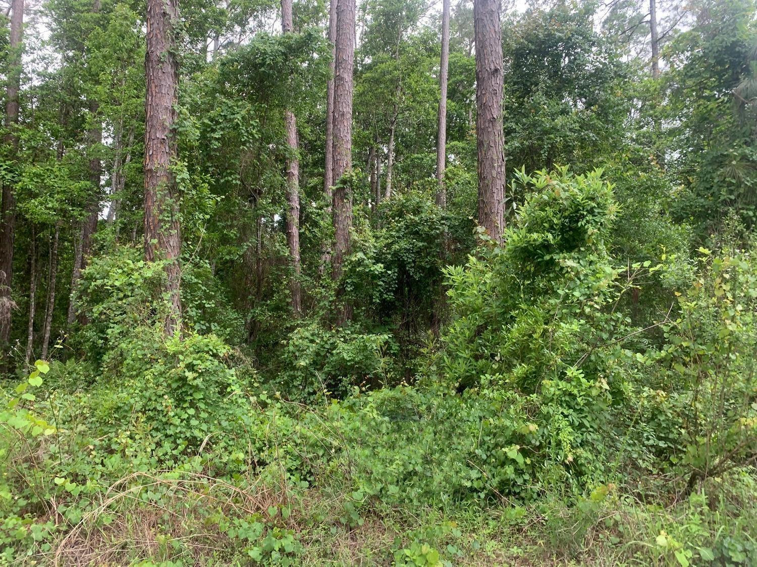 121 Coot Road Satsuma, FL 32189 - Photo 1 of 2 Photo 1