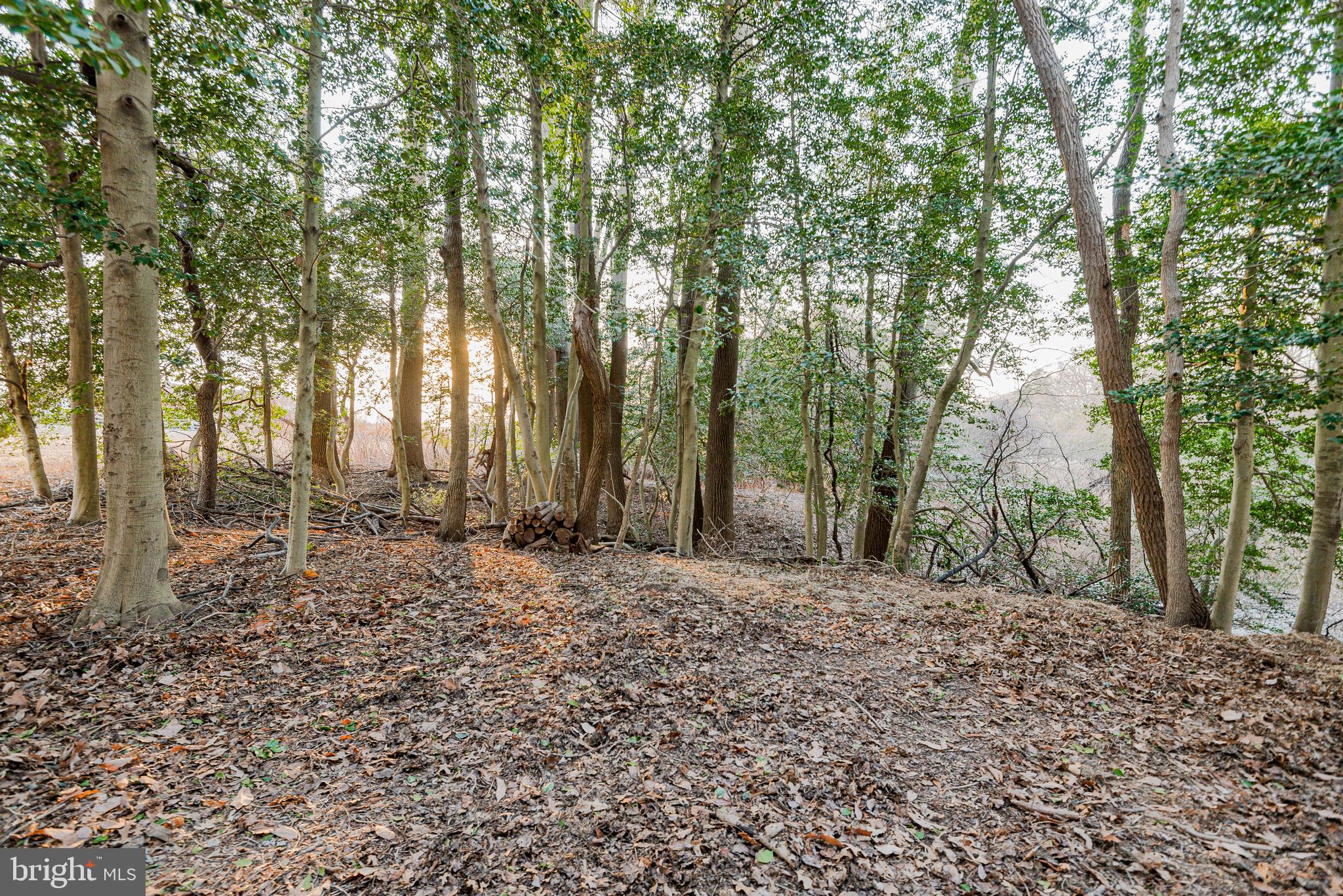 1558 Bay Head Road Annapolis, MD 21409 - Photo 32 of 33 Rear Wooded Backyard