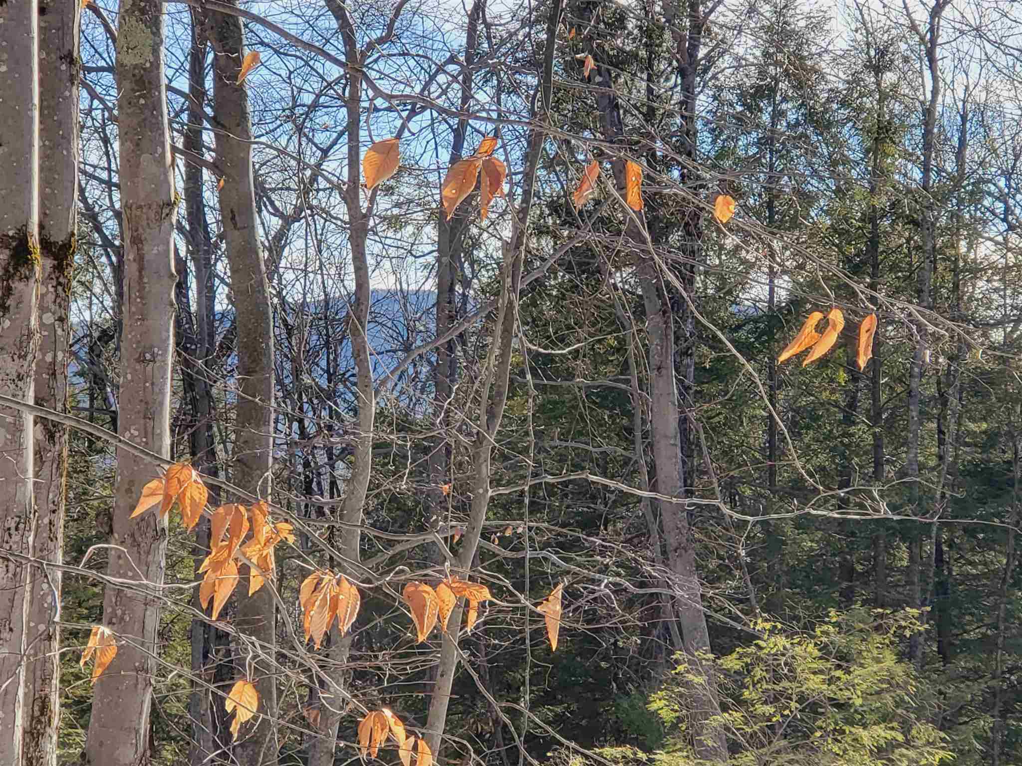 Lot 15 Buzzell Ridge Road, Unit 6 Sandwich, NH 03227 - Photo 4 of 31