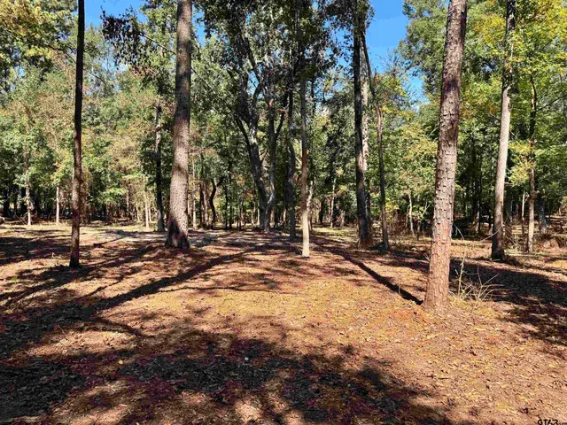 a view of a yard with trees