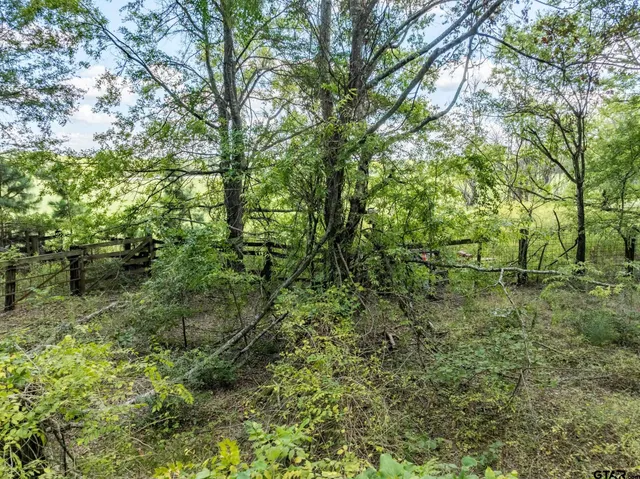 a view of a lush green forest