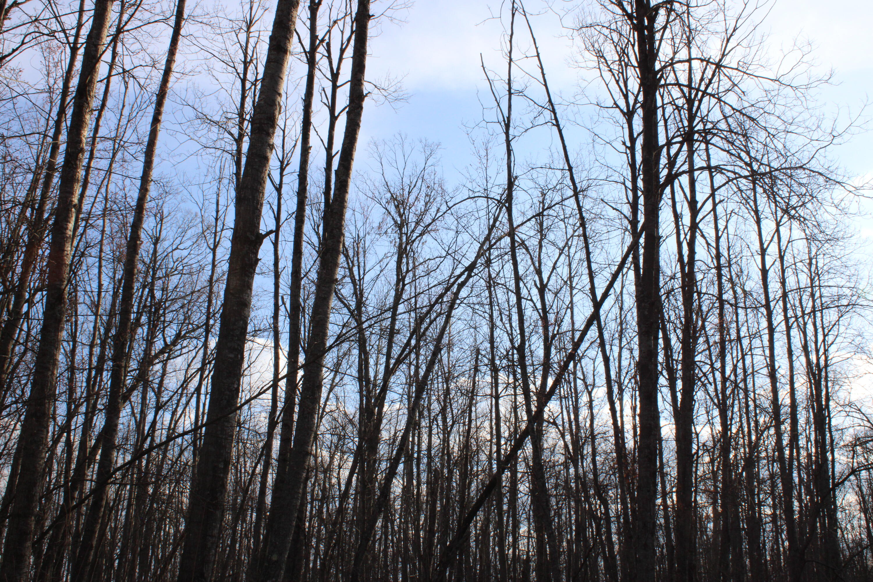 1 Hardy Grade Road Curran, MI 48728 - Photo 13 of 18 IMG_7841