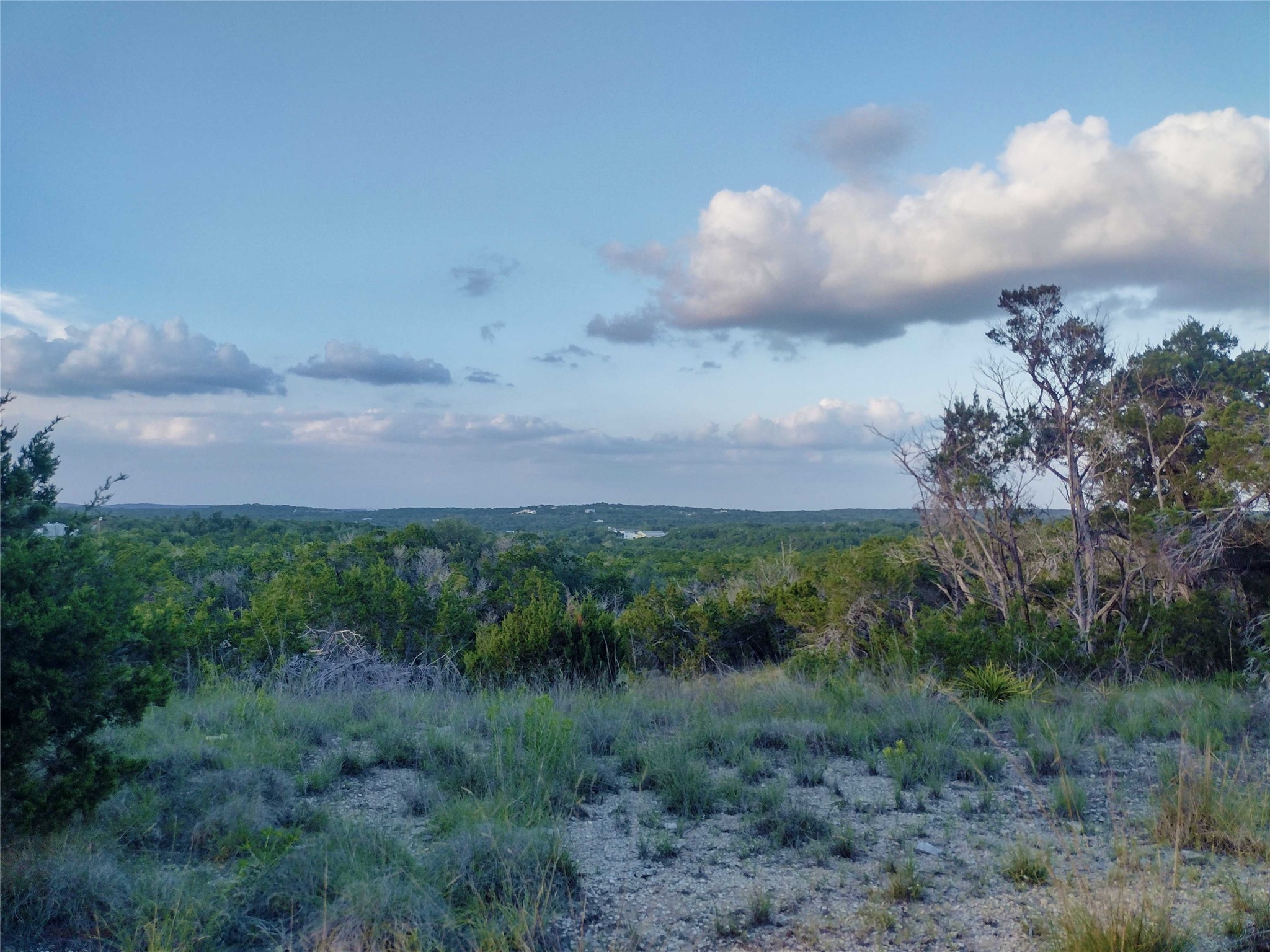 a view of a bunch of trees in background