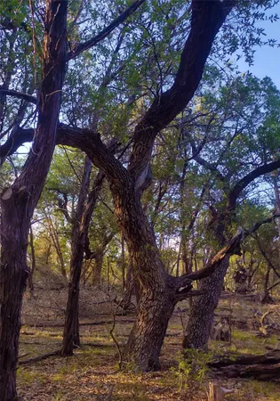 $3,300,000 | 12621 Fitzhugh Road, Austin, TX 78736