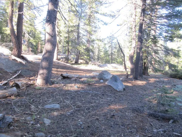 a view of a yard with plants and a large tree
