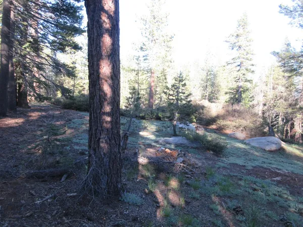 a view of a yard with plants and trees