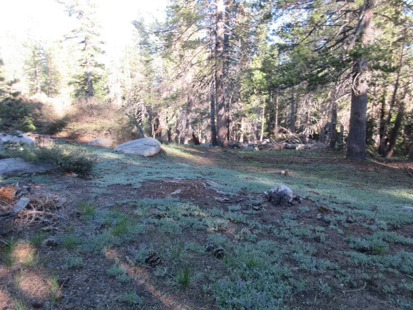a view of a forest filled with trees