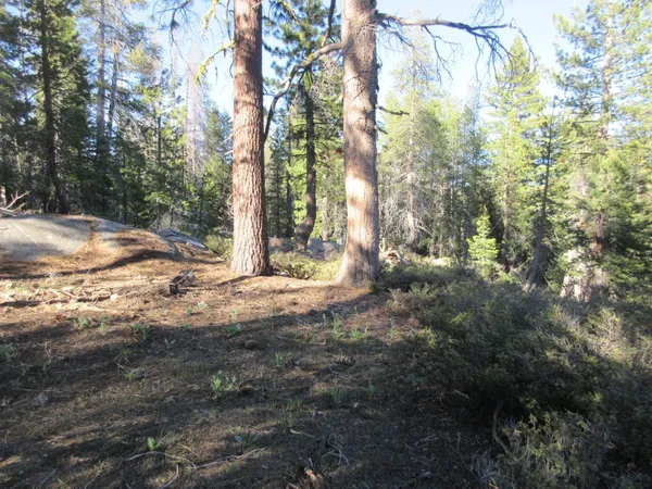 a view of a forest with lots of trees