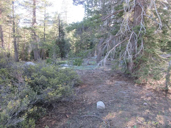 a view of a forest with trees