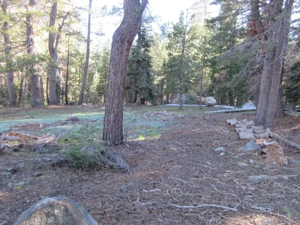 a view of a yard with a tree