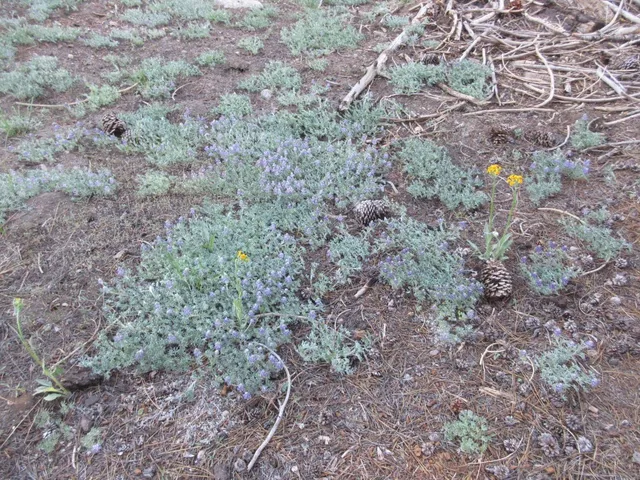 $99,000 | 175 Silver Tip Drive, Unit SHERMAN ACRES LOT 41, Arnold, CA 95223