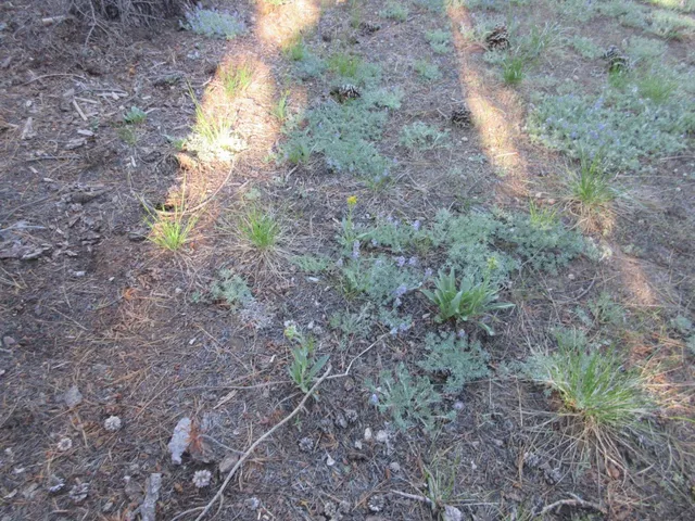 $99,000 | 175 Silver Tip Drive, Unit SHERMAN ACRES LOT 41, Arnold, CA 95223