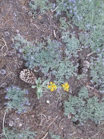 a view of a dry yard
