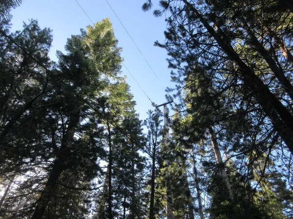 a view of a forest with trees