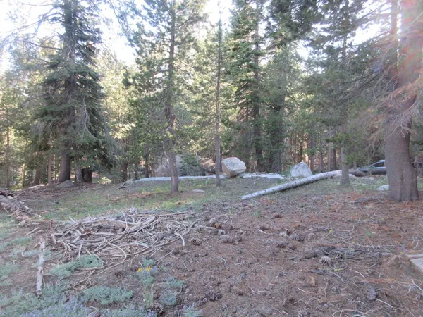 a view of a yard with a tree