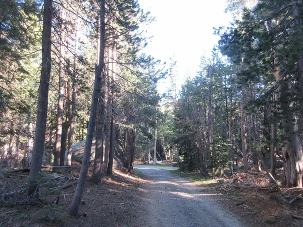 a view of a forest with trees in the background