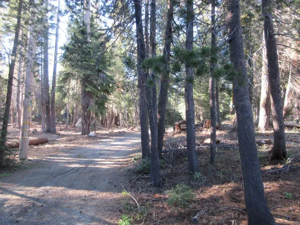 a view of a trees in a yard