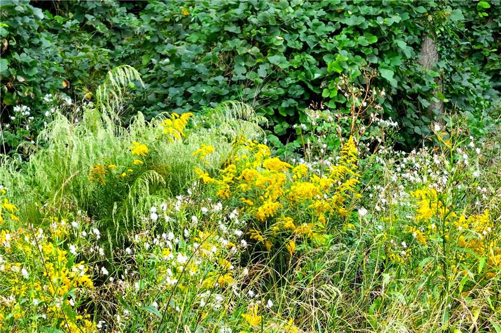 819 Gardenia Lane Decatur, GA 30033 - Photo 13 of 41 a view of a plant