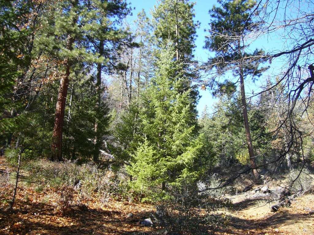 20 Acres Scarface Road Gazelle, CA 96034 - Photo 11 of 34 Gallery Image 11