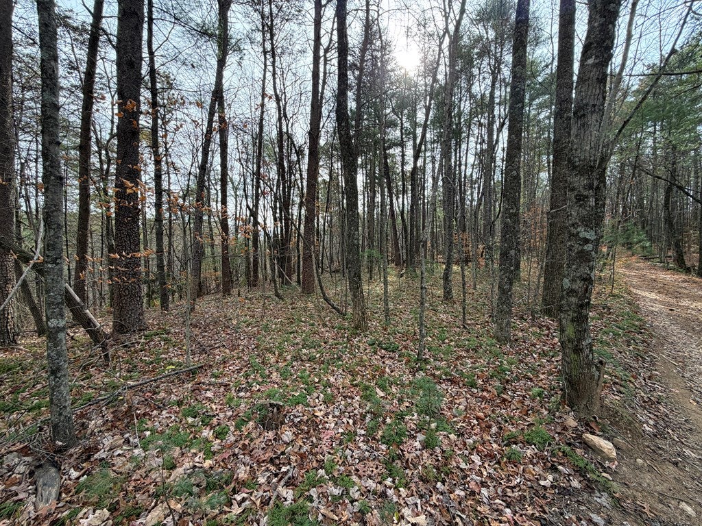Tbd Caution Tape Road Cana, VA 24317 - Photo 19 of 27 Gallery Image 19