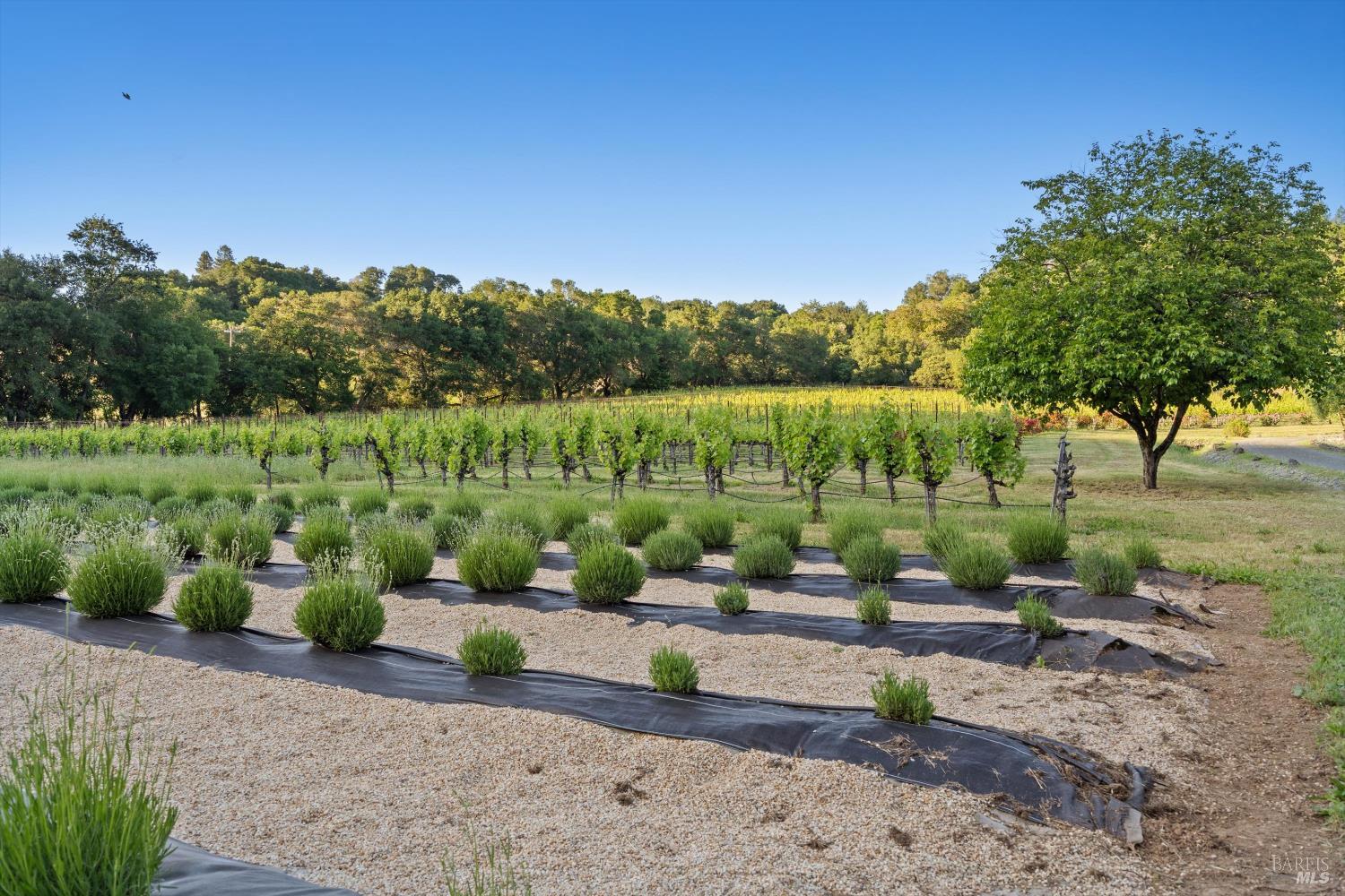 22200 Puccioni Road Healdsburg, CA 95448 - Photo 39 of 63