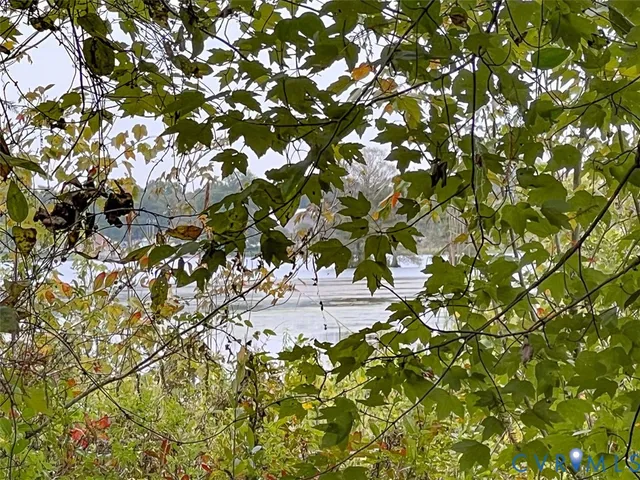 a view of a yard with plants and trees