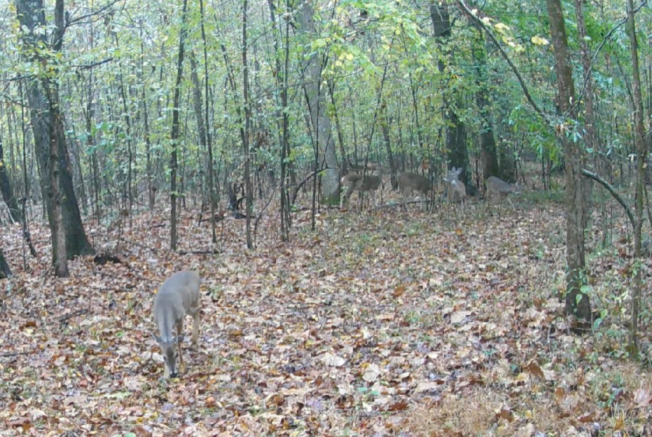 19.5-acres McMahan Road Middleton, TN 38052 - Photo 20 of 28