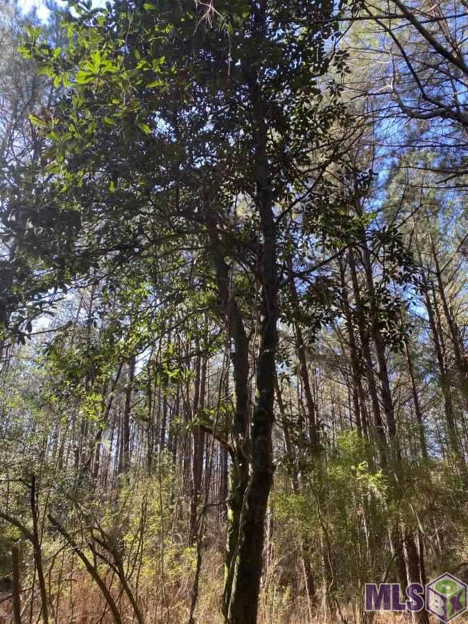 6125 County Line Road Summit, MS 39666 - Photo 3 of 6