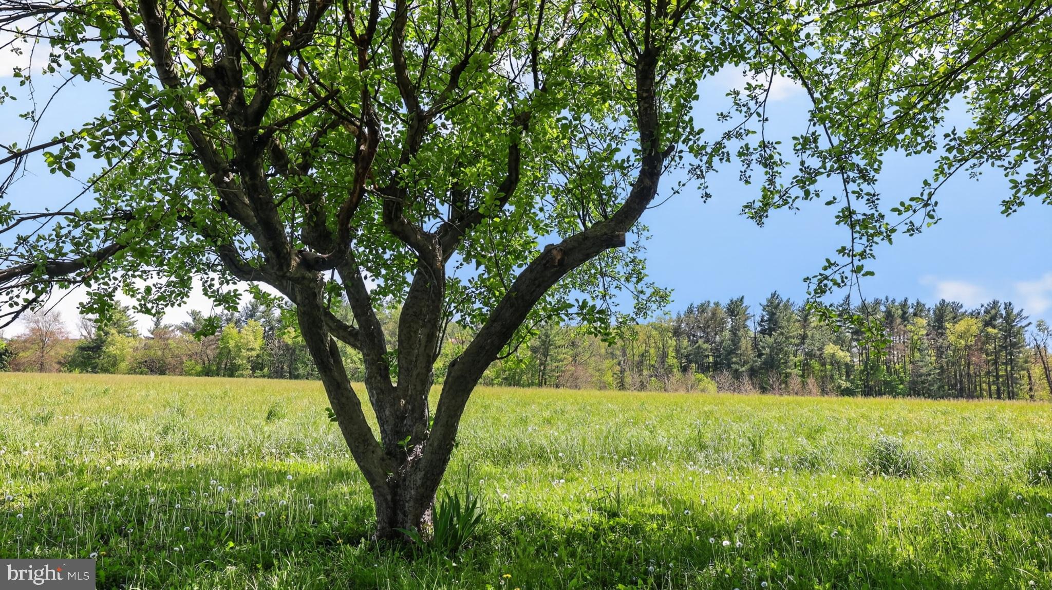 1599 Sanctuary Road Manheim, PA 17545 - Photo 45 of 66 Serene tree in a lush meadow.
