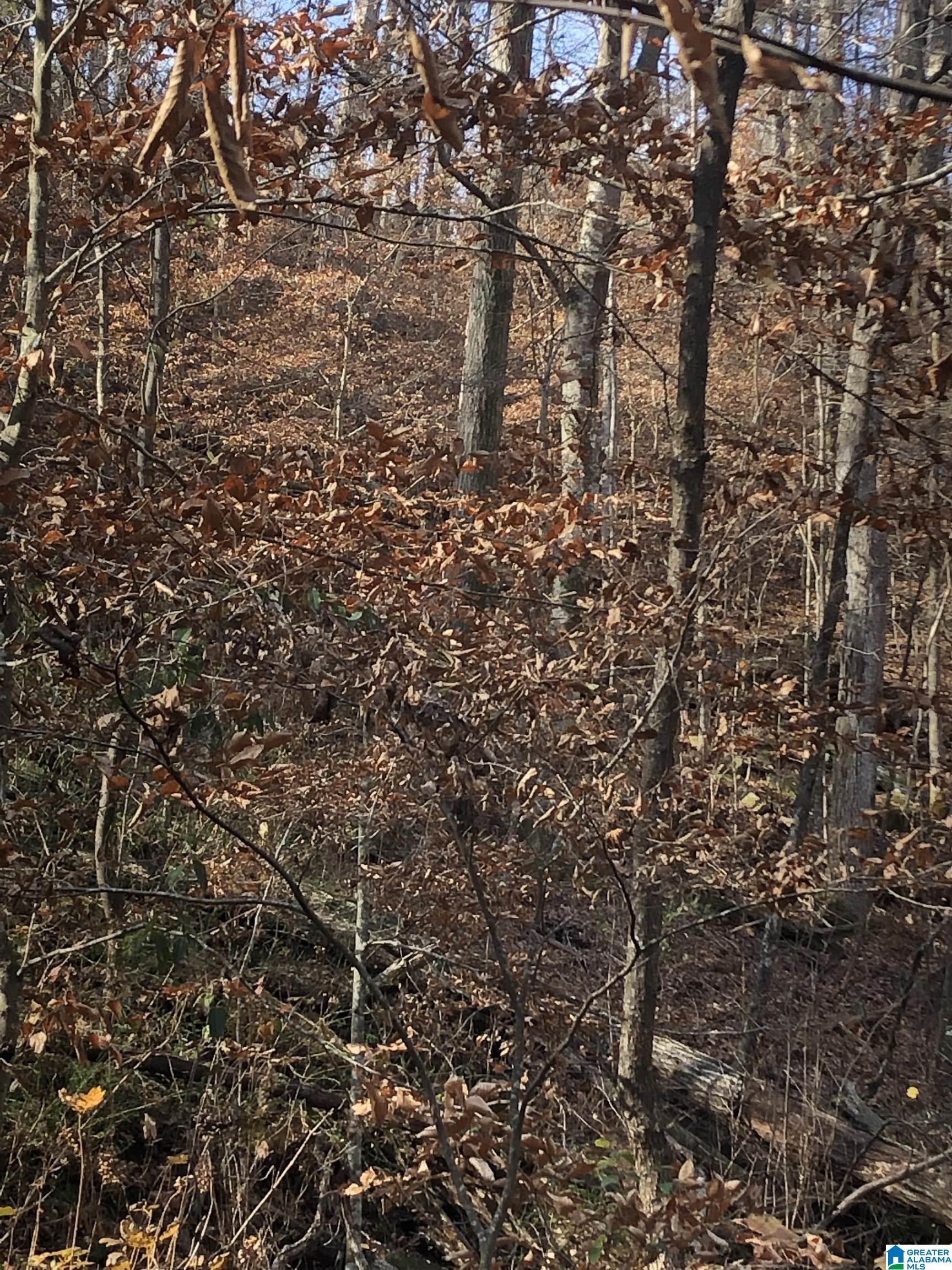 56727 Highway 231, Unit ACREAGE Oneonta, AL 35121 - Photo 4 of 4