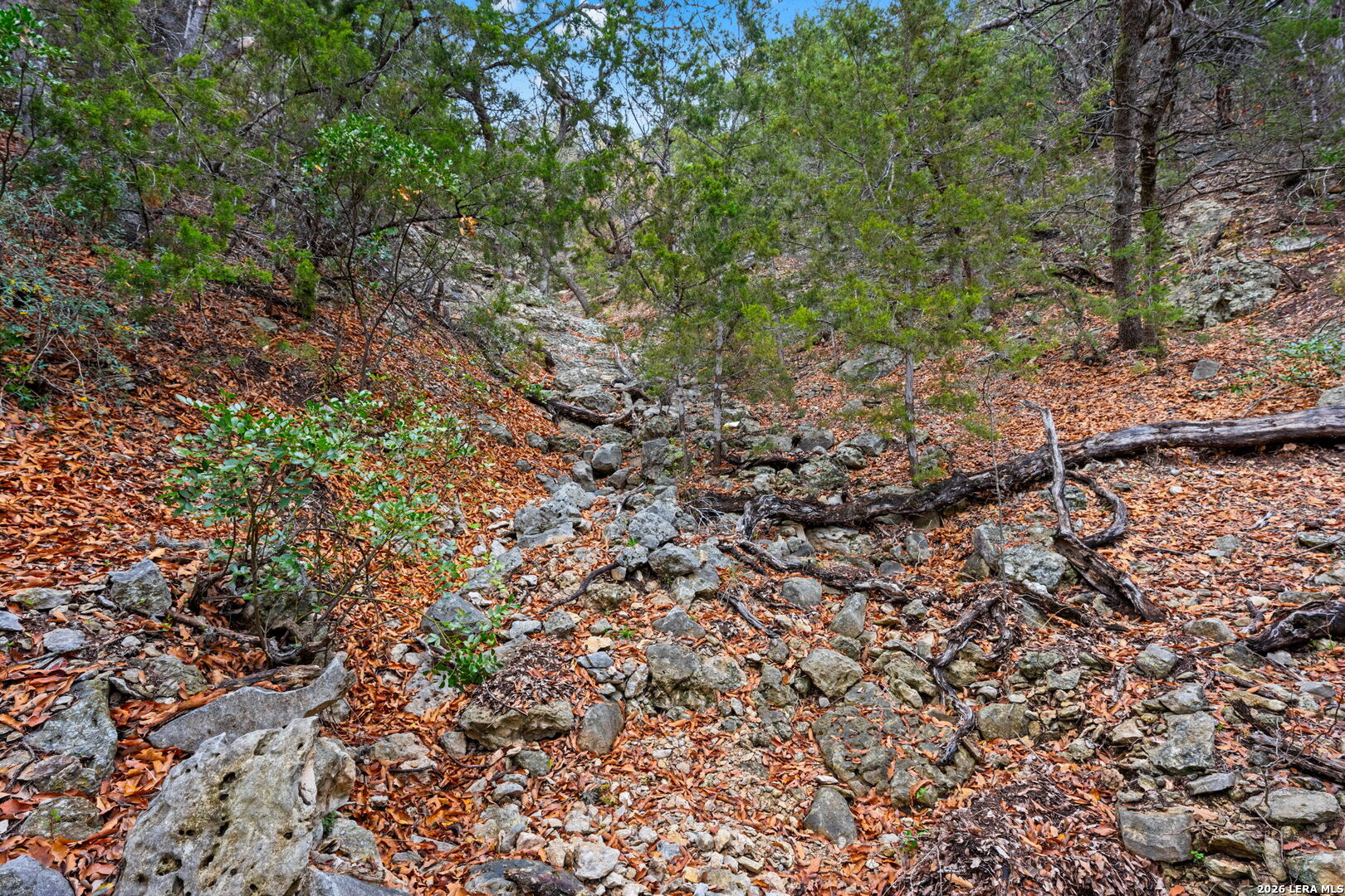 2269 Old Rocksprings Road Leakey, TX 78873 - Photo 45 of 50 a view of a forest with a tree