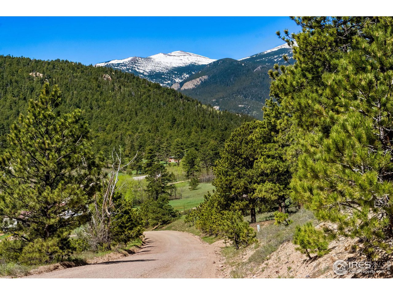 a view of a forest with a mountain in the background
