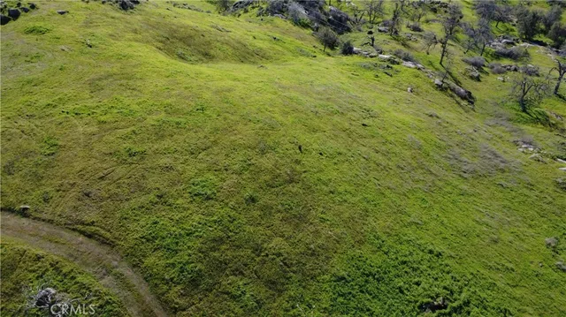 a view of a garden with a tree