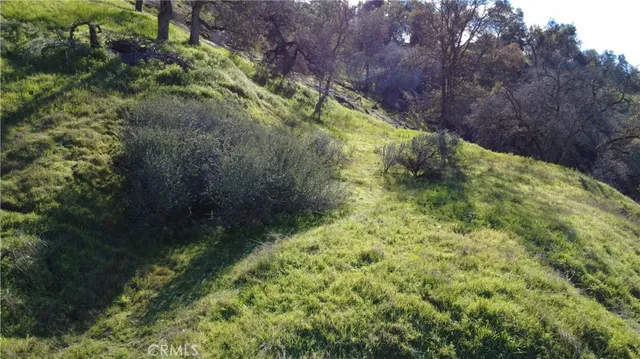 a view of a yard with plants and a bench