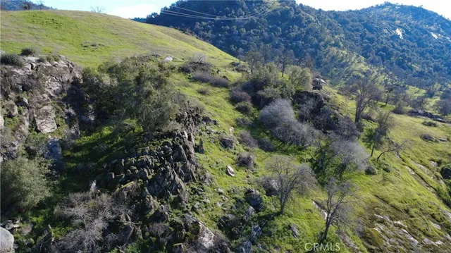a view of a field with a tree