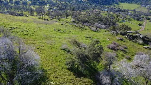 a view of a lush green forest