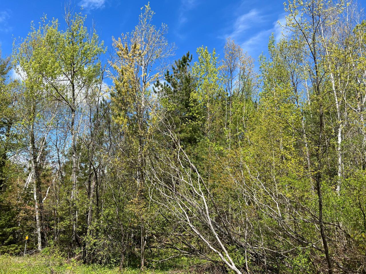 23 Maple Drive, Unit LOT 23 Eagle River, WI 54521 - Photo 2 of 3 Gallery Image 2