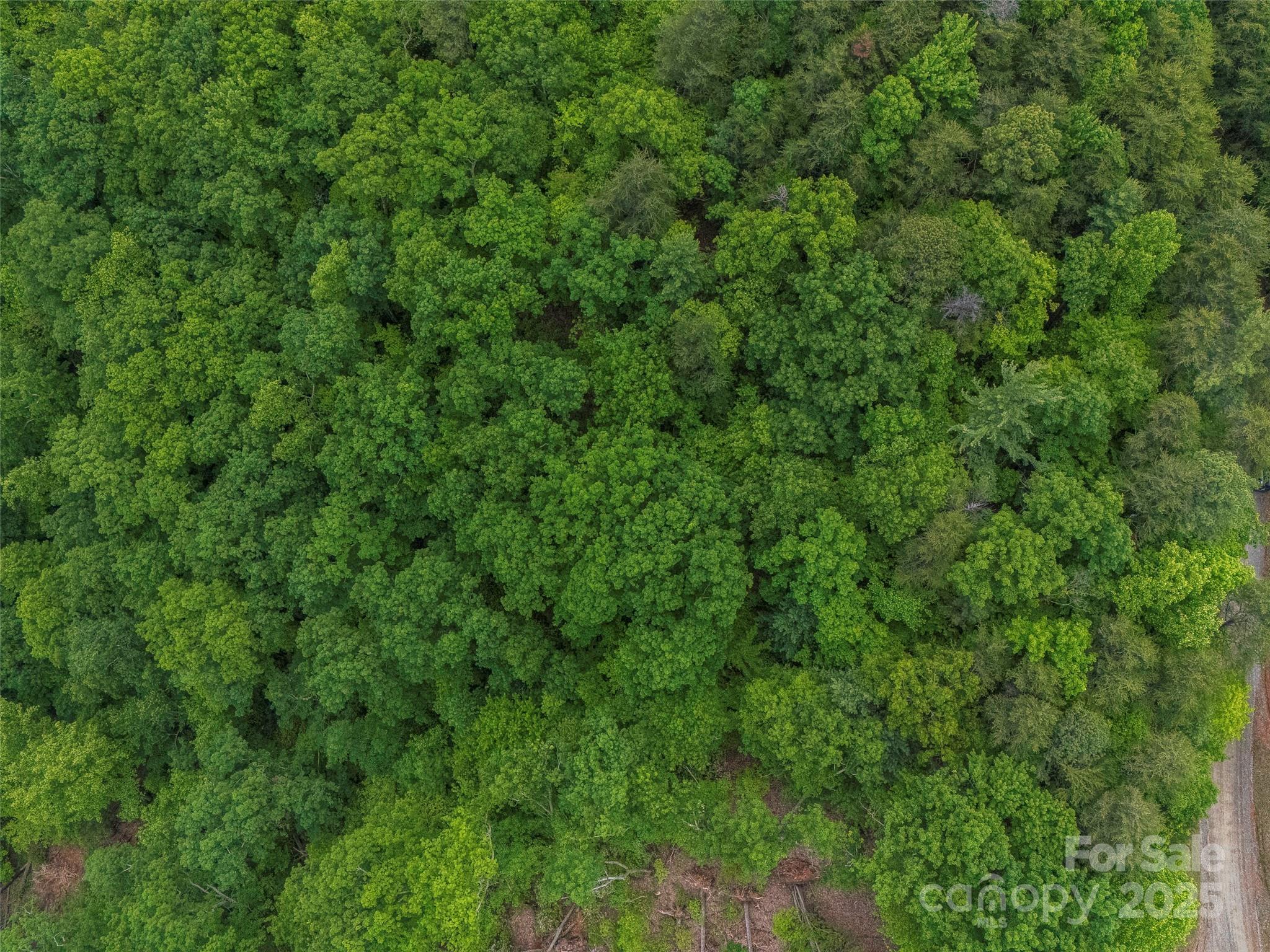 6.48-acres Pinnacle Parkway, Unit 20 Rutherfordton, NC 28139 - Photo 5 of 7 a view of a lush green forest with lots of trees