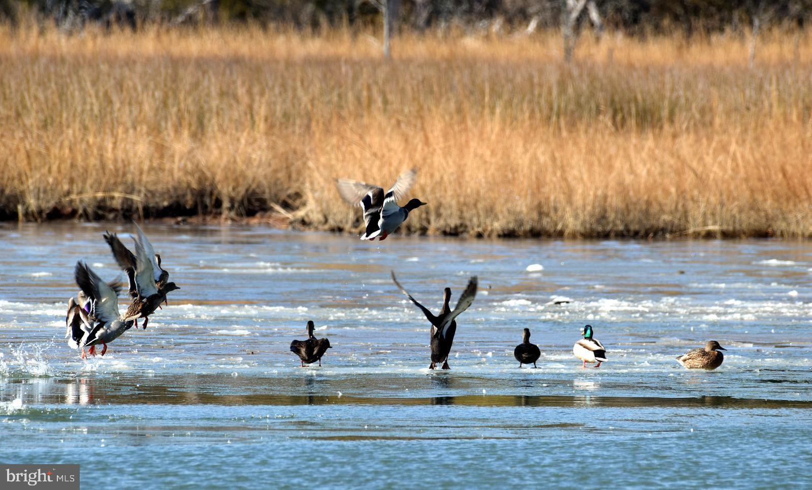 2010 River Road, Unit NORTHERN Lancaster, VA 22503 - Photo 78 of 87 Mallards