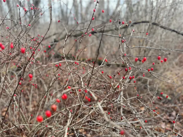 $165,000 | Caswell Road, Freeville, NY 13068