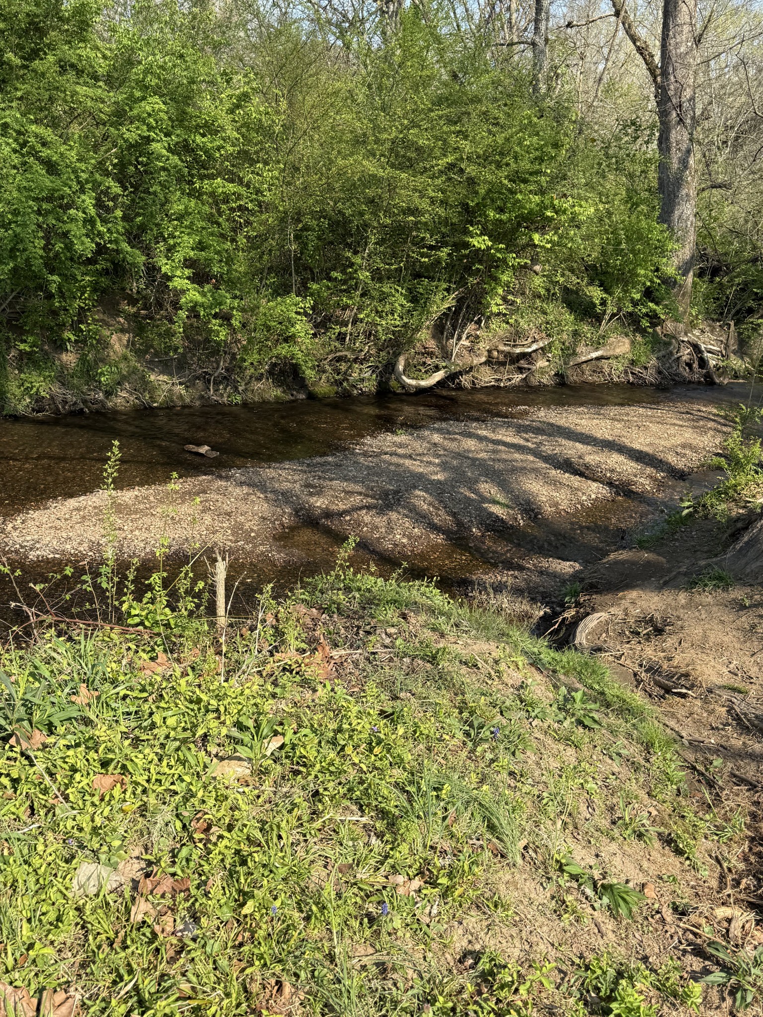 229 Stonewall Road Columbia, TN 38401 - Photo 51 of 61 a view of yard with green space