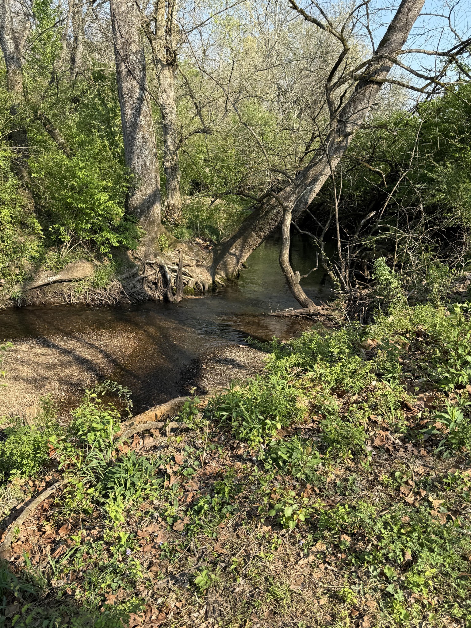 229 Stonewall Road Columbia, TN 38401 - Photo 52 of 61 a backyard of a house with lots of green space