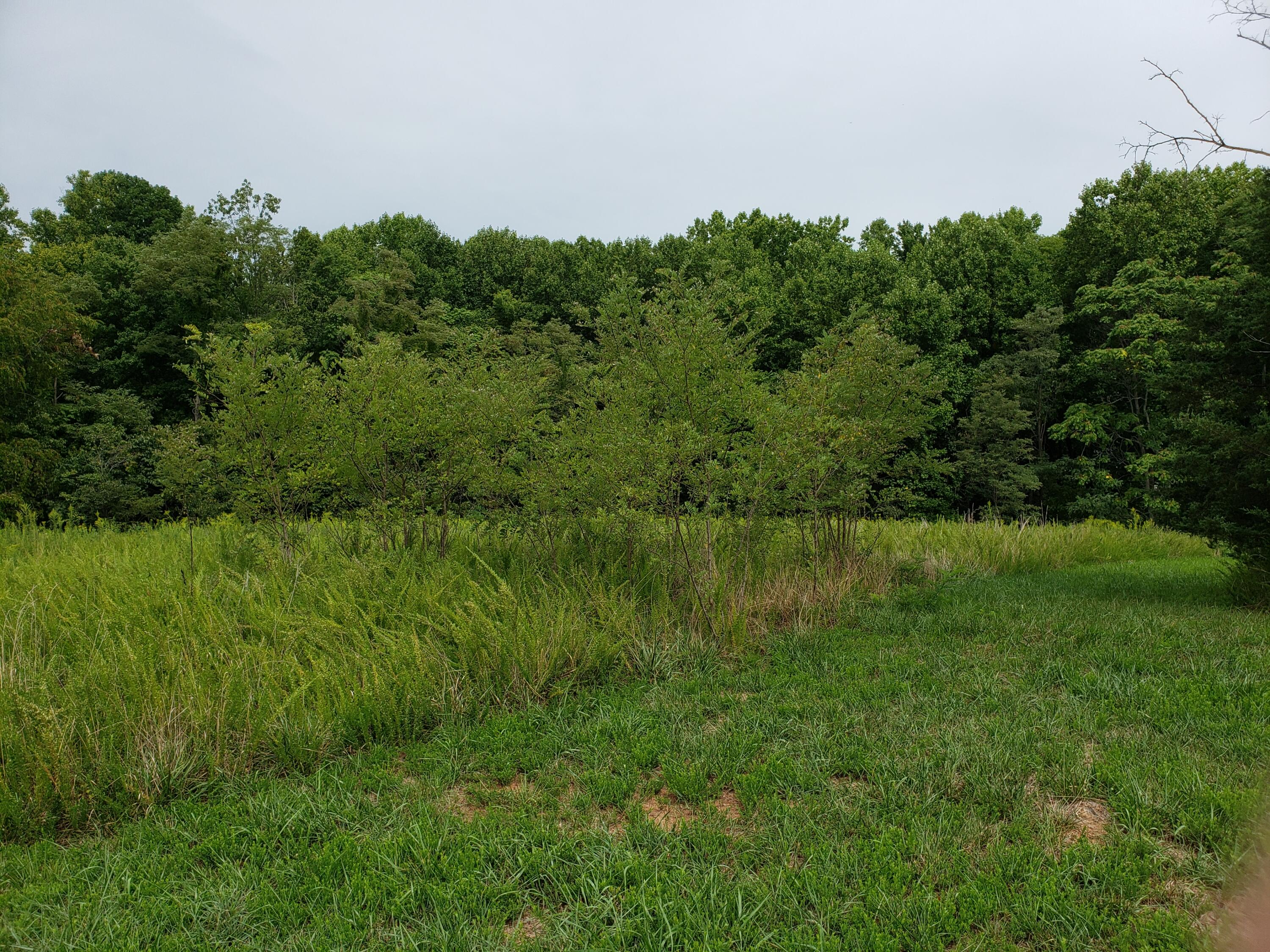 Lot 7 Paynes Road Penhook, VA 24137 - Photo 2 of 3 a view of a lush green space