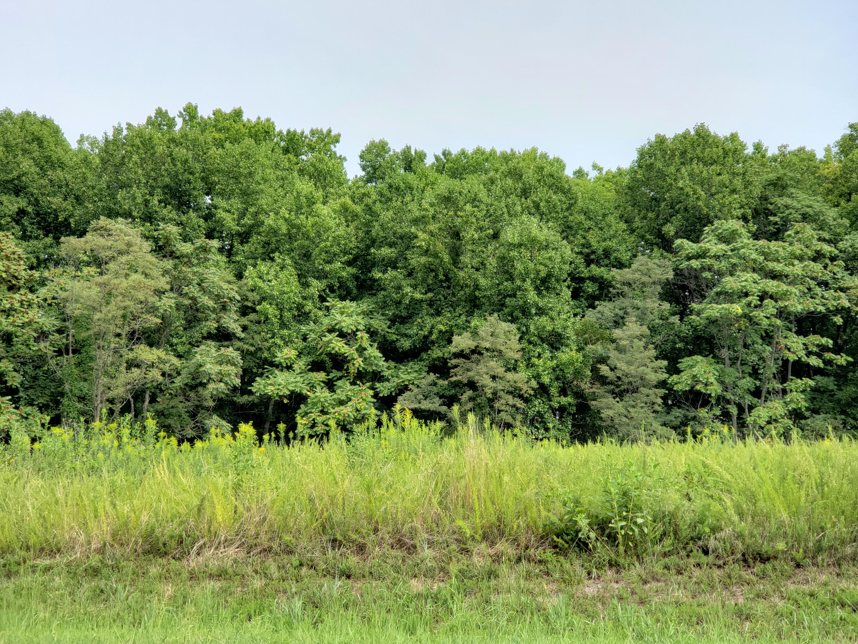 Lot 7 Paynes Road Penhook, VA 24137 - Photo 3 of 3 a view of a lush green space