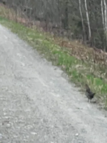 $289,000 | 19-upper Bear Lane, Rumford, ME 04276