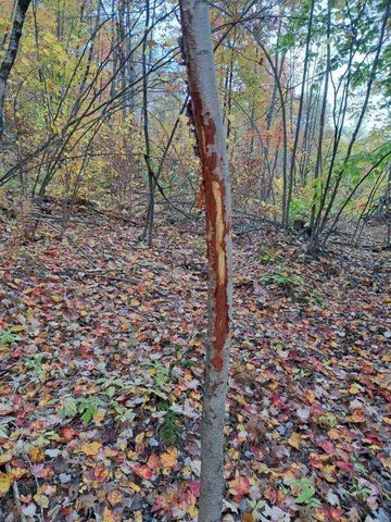 $289,000 | 19-upper Bear Lane, Rumford, ME 04276